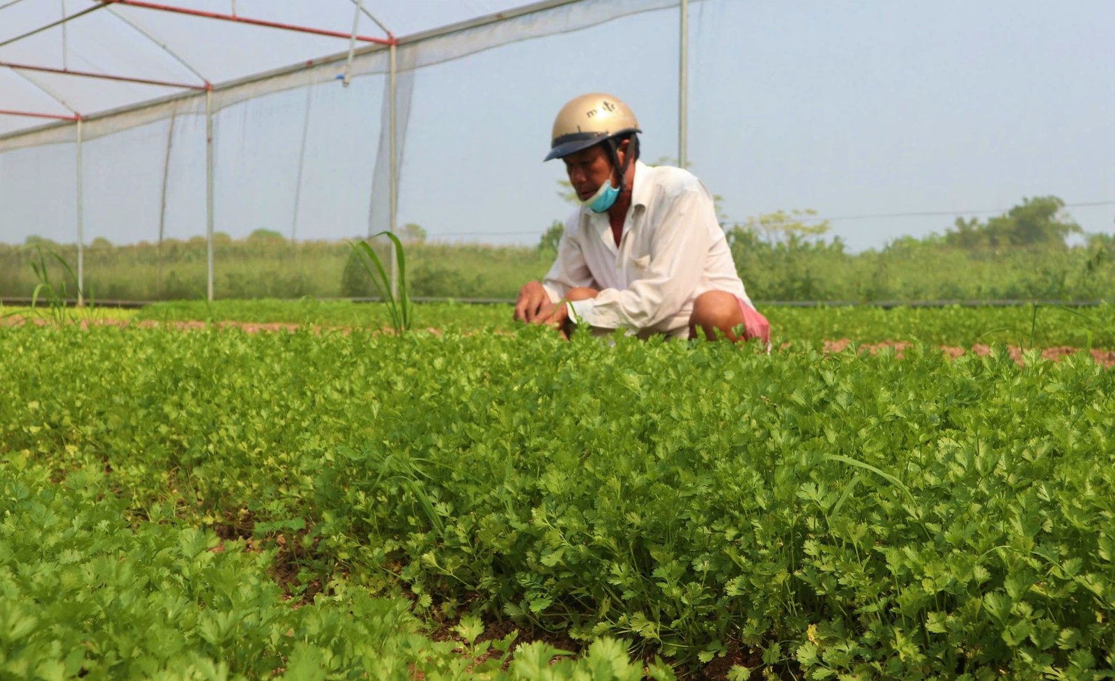 Dân nơi này ở Nghệ An trồng rau trái vụ, bán đắt như tôm tươi, có từng nào cũng hết - Ảnh 3.