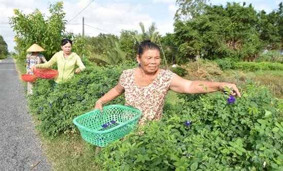 Đường hoa đậu biếc ở Trà Vinh đẹp mê ly luôn, thiên hạ tha hồ chụp hình, dân có thêm tiền chợ- Ảnh 2.