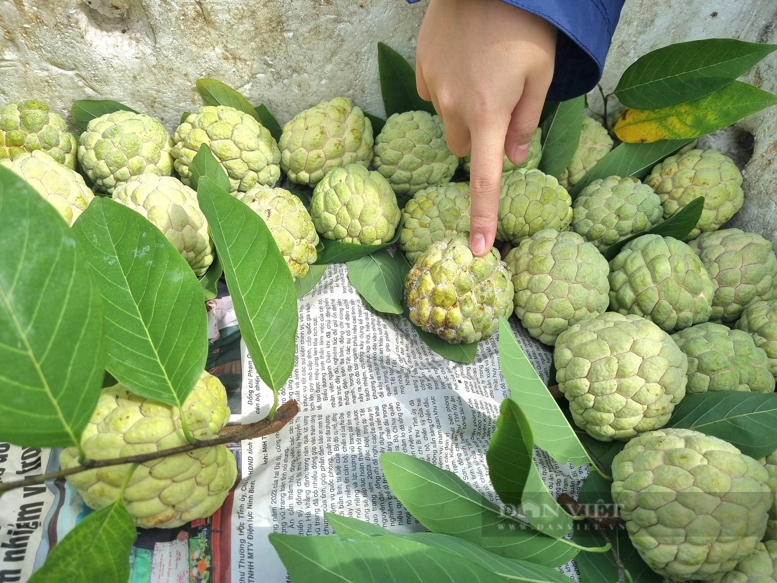 Một vùng đất cằn ở Ninh Bình lại trồng được thứ quả nhiều mắt, ăn thơm ngọt lạ thường - Ảnh 5.