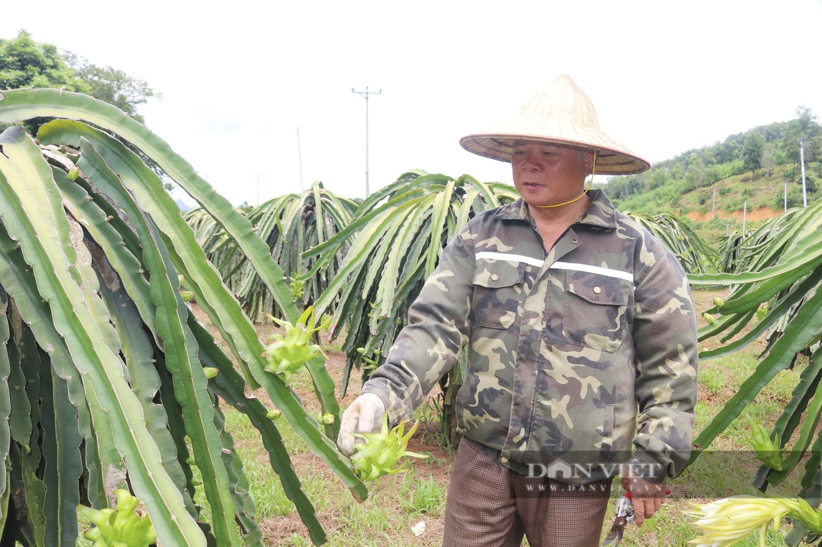 Triển vọng từ cây thanh long trên đất Mường Động Hòa Bình- Ảnh 3.