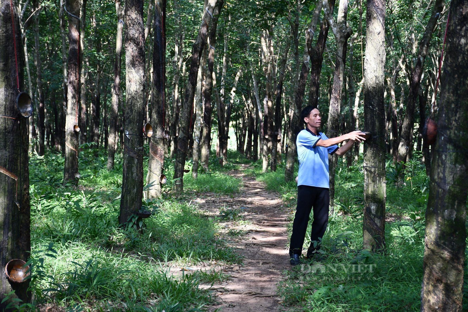 Nông dân sản xuất giỏi Lâm Văn Giàng: Khởi nghiệp lái heo, thành… tỷ phú cây cao su - Ảnh 3.