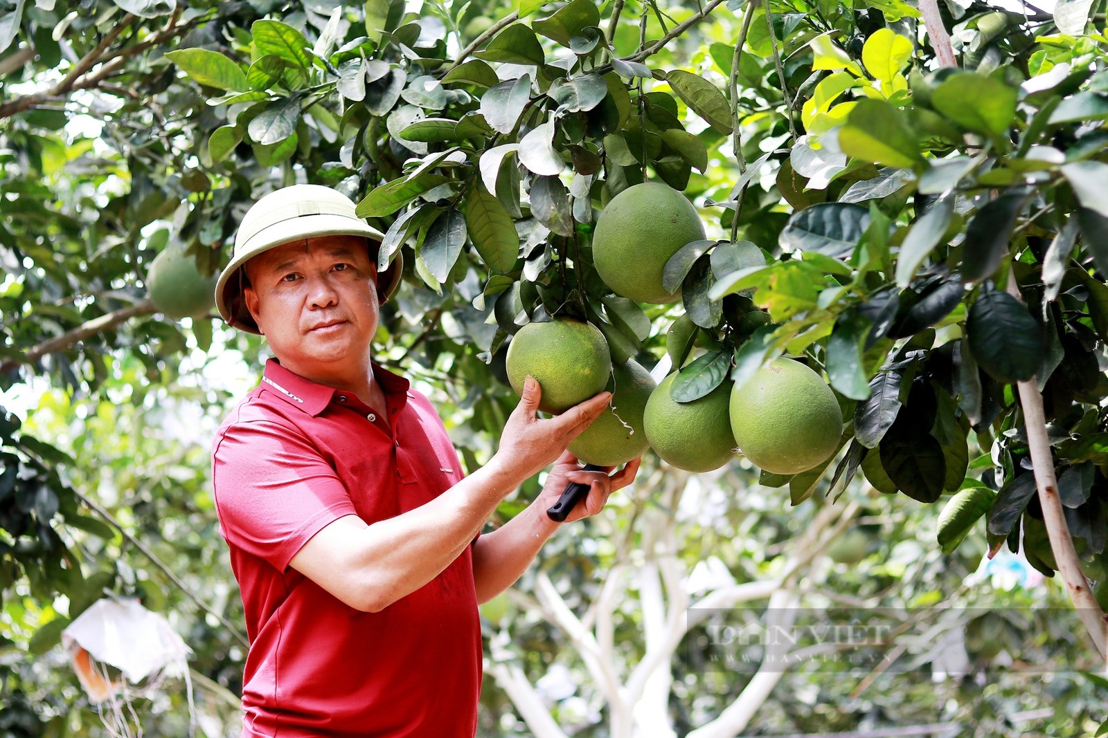 Hà Tĩnh: Mê làm nông nghiệp hữu cơ, anh kỹ sư nghèo trở thành Nông dân xuất sắc 2024 thu về hơn 6 tỷ đồng/năm - Ảnh 2.