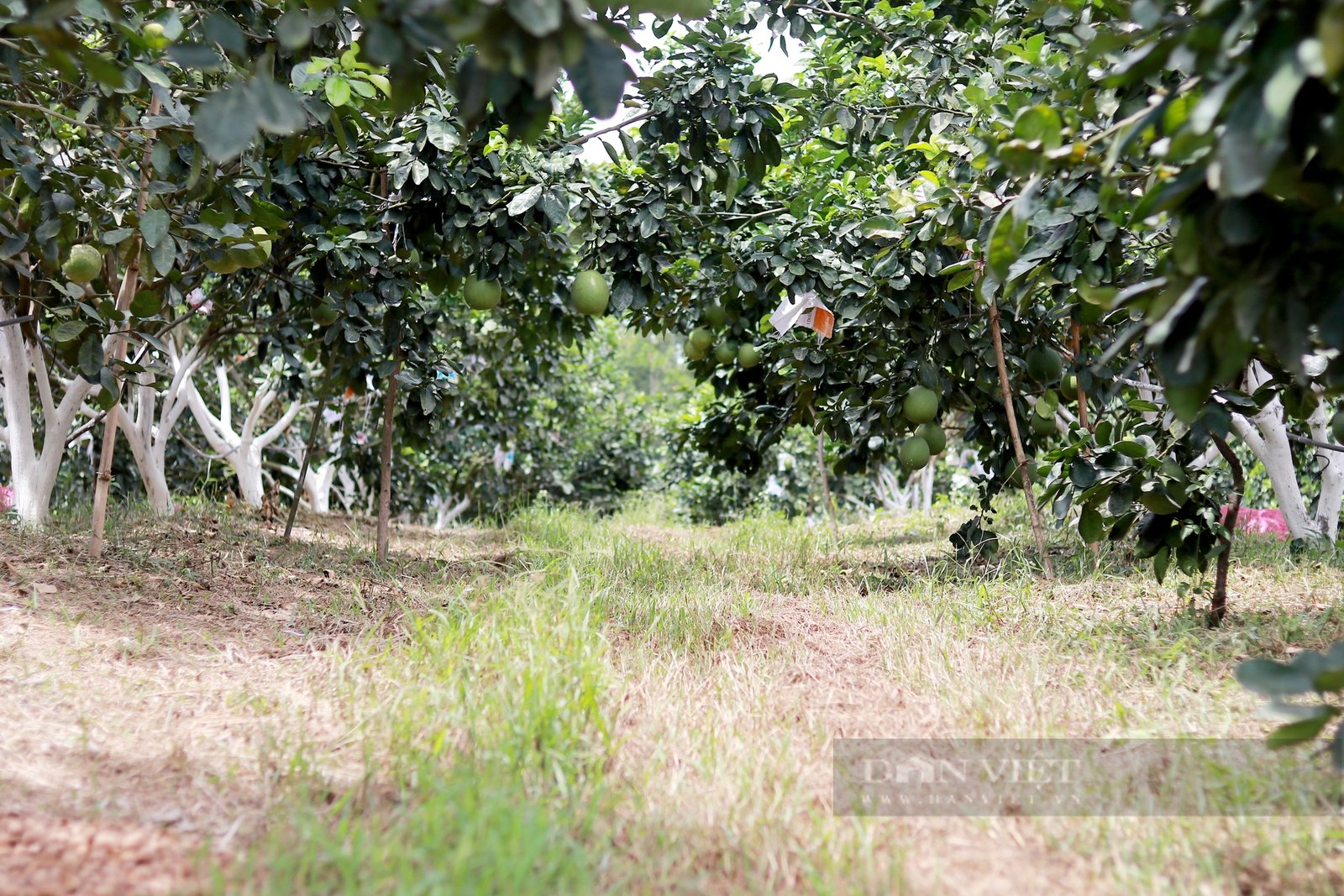 Hà Tĩnh: Mê làm nông nghiệp hữu cơ, anh kỹ sư nghèo trở thành Nông dân xuất sắc 2024 thu về hơn 6 tỷ đồng/năm - Ảnh 4.