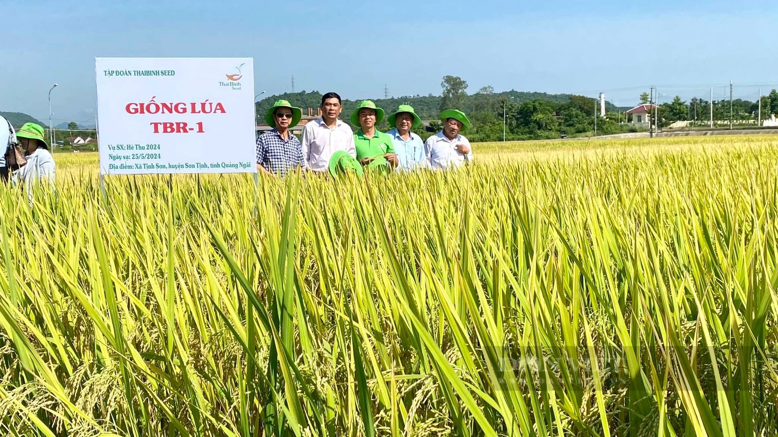 Bộ đôi giống lúa của ThaiBinh Seed “vững vàng” trước mưa gió, năng suất cao, nông dân Quảng Ngãi thích mê - Ảnh 5.