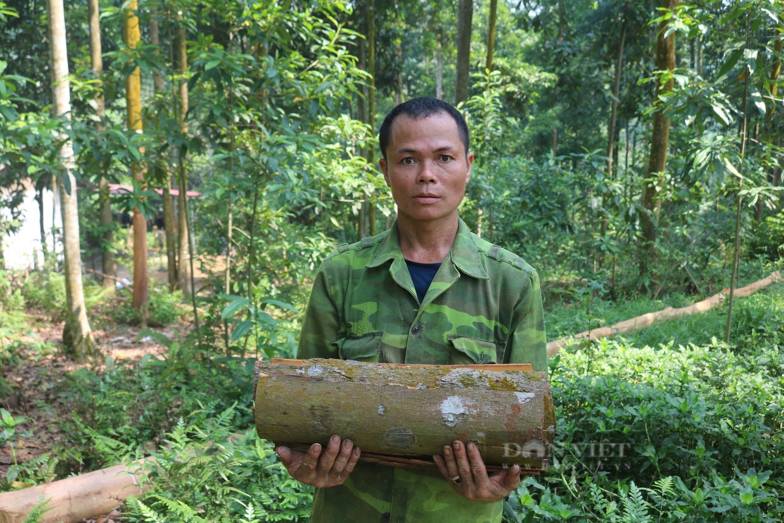 Nông dân một xã ở Lào Cai giàu lên nhờ trồng quế - Ảnh 4.