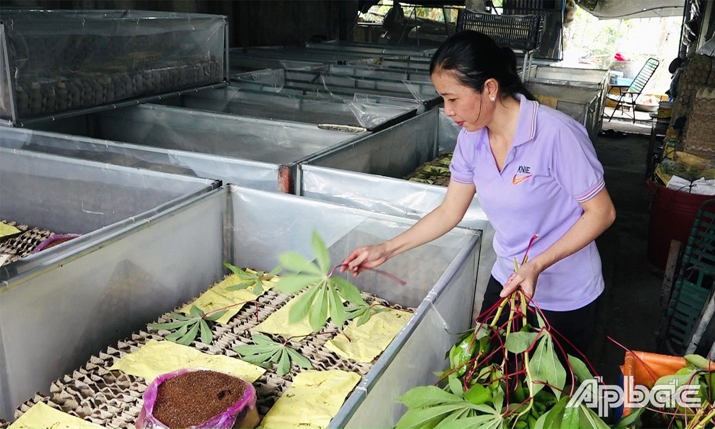 Dế mèn, con động vật sống bầy đàn kêu suốt này, xưa ở bờ bụi, nay nuôi ở Tiền Giang, bán đắt hàng- Ảnh 5.