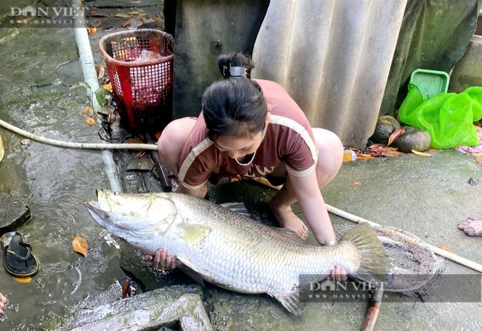 Sau 3 năm không thấy mặt tôm, cua, ông nông dân Cà Mau thuốc vuông mới bất ngờ phát hiện “thủ phạm”- Ảnh 5.