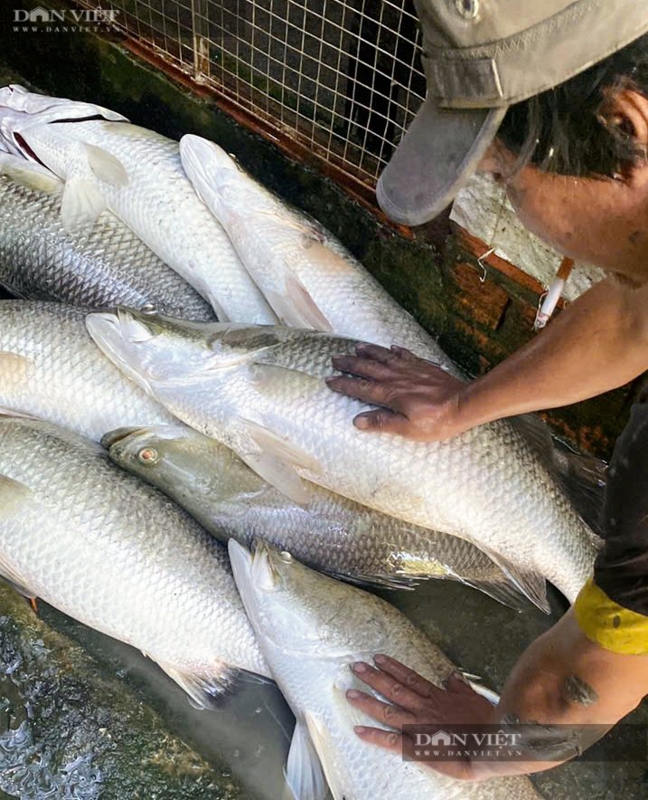 Sau 3 năm không thấy mặt tôm, cua, ông nông dân Cà Mau thuốc vuông mới bất ngờ phát hiện “thủ phạm”- Ảnh 6.