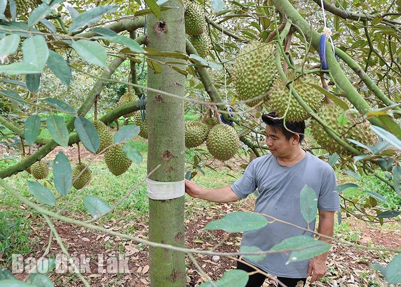 Anh nông dân Đắk Lắk gây bất ngờ với sáng tạo phòng trừ rệp sáp cho vườn sầu riêng, chi phí siêu rẻ- Ảnh 1.