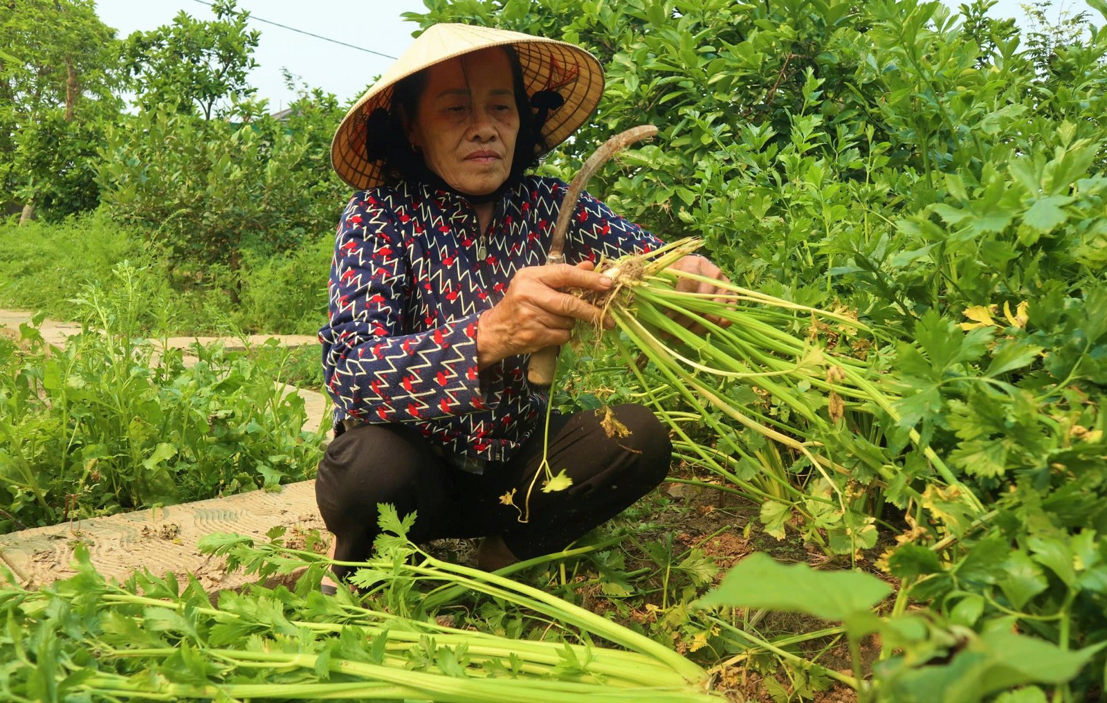 Dân nơi này ở Nghệ An trồng rau trái vụ, bán đắt như tôm tươi, có từng nào cũng hết - Ảnh 1.