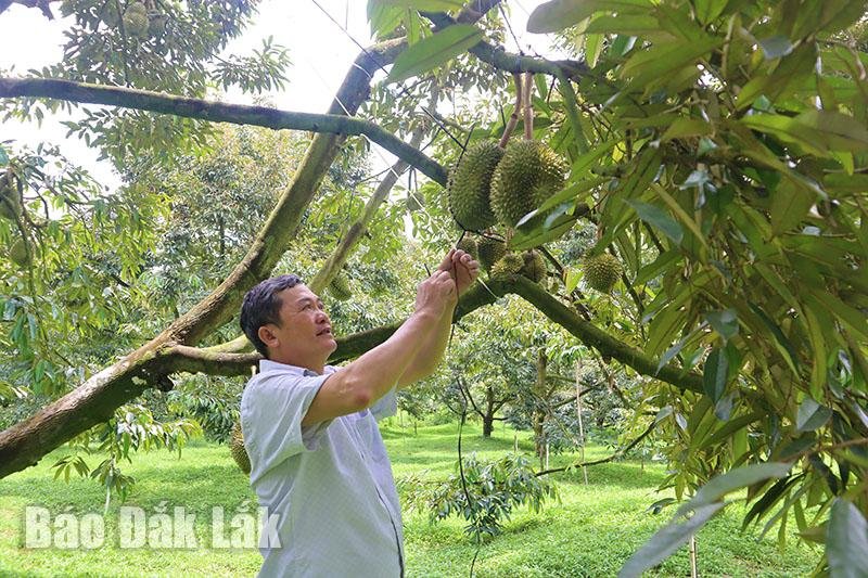 Mời tỷ phú sầu riêng Tiền Giang về dạy, ông nông dân Đắk Lắk thu hàng chục tỷ từ 500 cây 