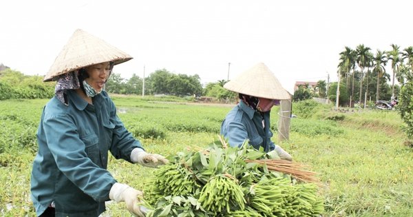 Vùng đất cổ này có rau đặc sản giòn, xưa vua ăn mê tít, thêm của ngon là một con động vật đào hang