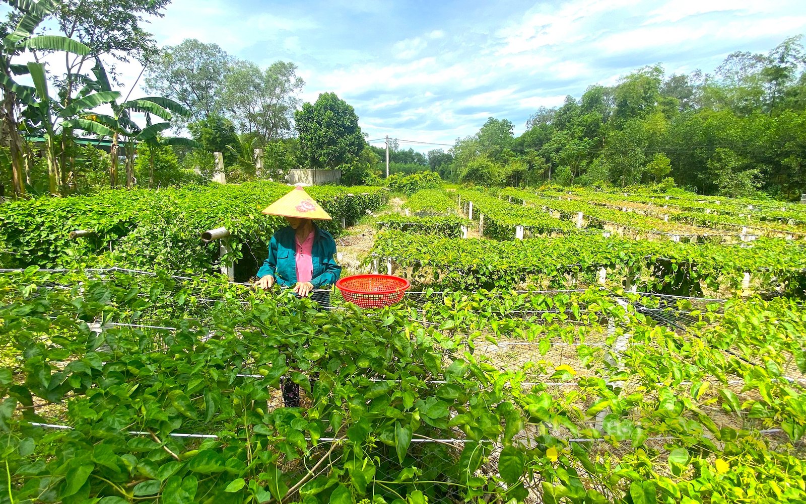 Nông dân miền núi Hà Tĩnh trồng loại cây ra hoa vàng kín giàn, hái bán là “bỏ túi” tiền triệu- Ảnh 2.