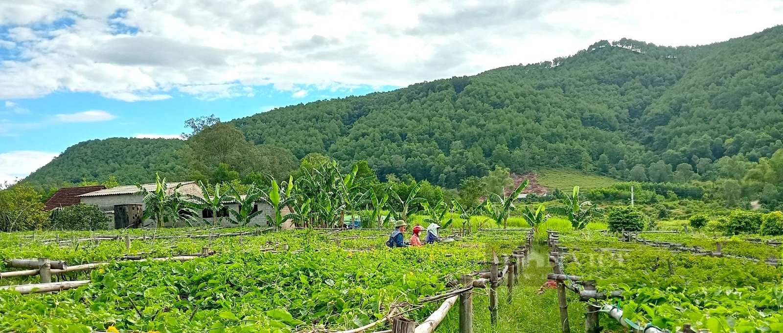 Nông dân miền núi Hà Tĩnh trồng loại cây ra hoa vàng kín giàn, hái bán là “bỏ túi” tiền triệu- Ảnh 3.