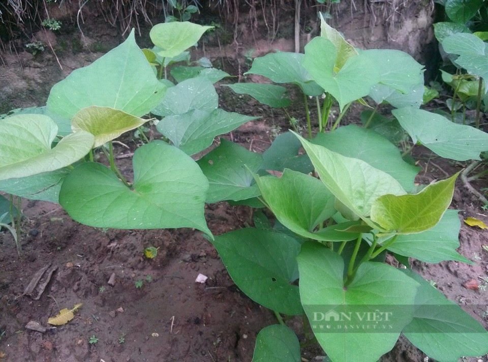 Loại rau bình dân ngăn ngừa ung thư, trì hoãn lão hóa, chất xơ gấp 2 cần tây, vitamin gấp 2 cam - Ảnh 5.