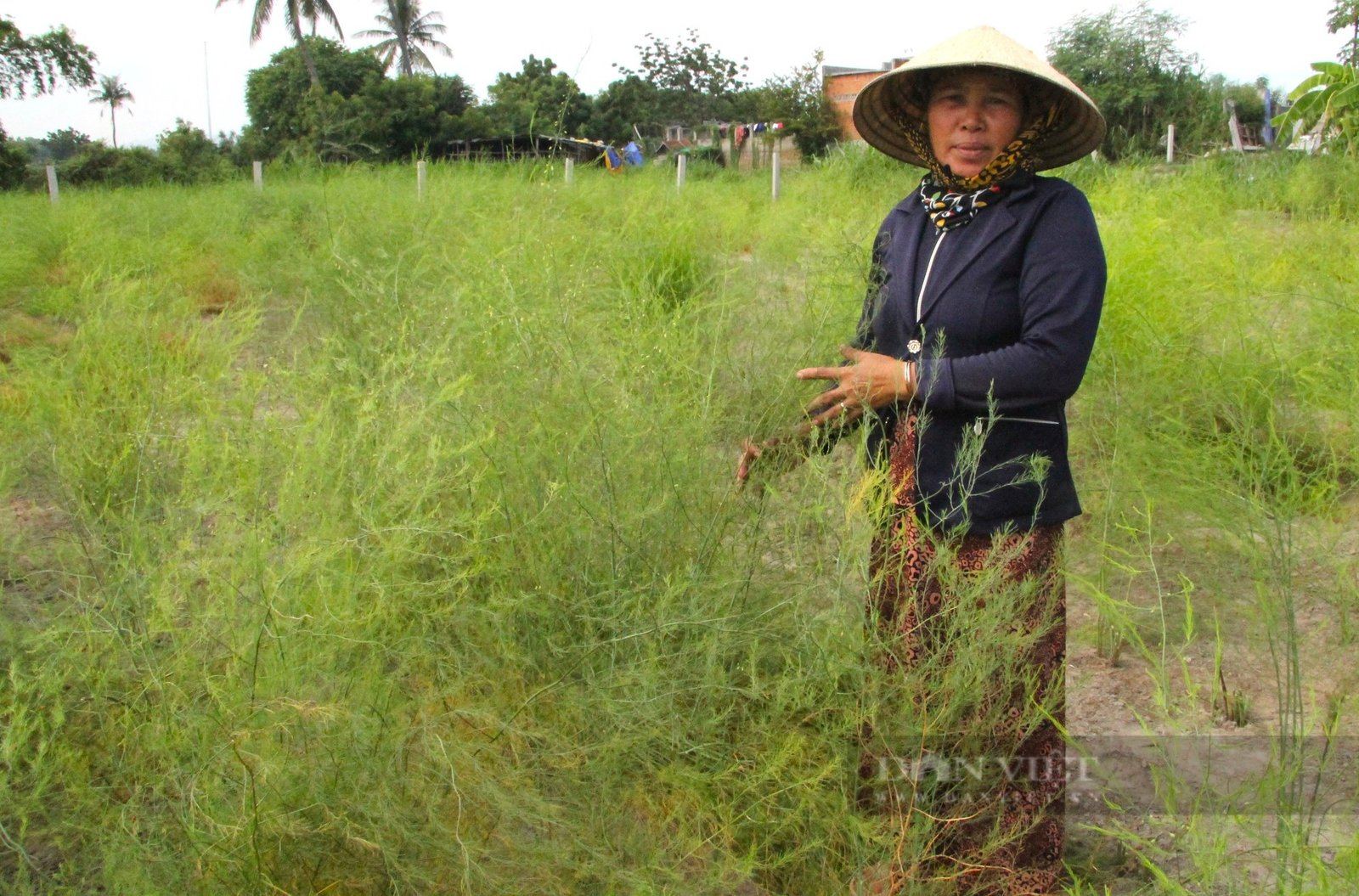 Tham gia kinh tế Hợp tác xã, nông dân Ninh Thuận không còn lo được mùa mất giá- Ảnh 3.