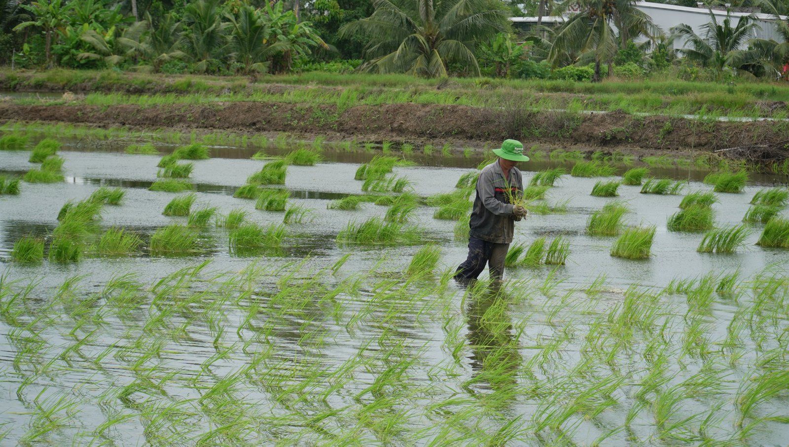 Nông dân vùng này của Cà Mau lội ruộng thảy loại cây sản sinh ra “hạt ngọc của trời”, tính làm chơi mà ăn thiệt - Ảnh 5.