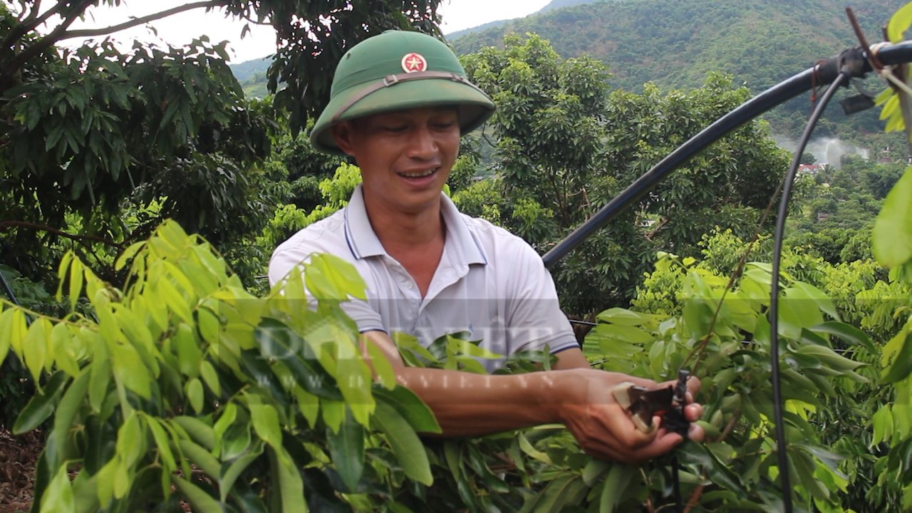 Nông dân Sơn La trồng nhãn chín sớm ra quả ngọt lịm, giá bán gấp đôi chính vụ- Ảnh 2.