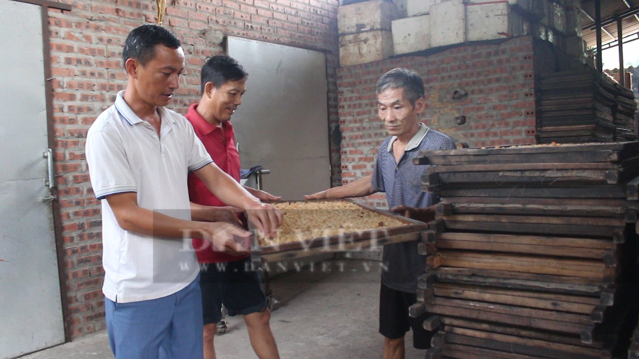 Nông dân Sơn La trồng nhãn chín sớm ra quả ngọt lịm, giá bán gấp đôi chính vụ- Ảnh 7.