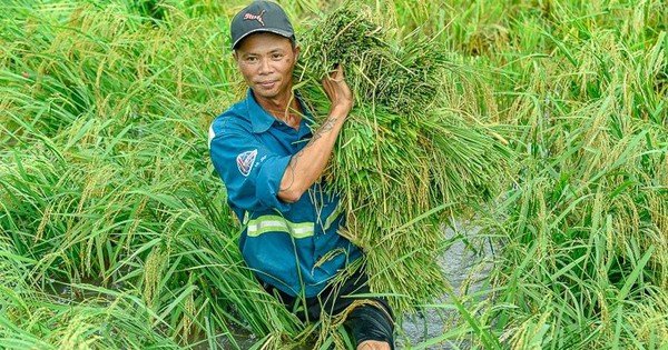 Cánh đồng sau bão số 3 ở Thanh Hóa lúa nằm dài thườn thượt, dân lội bì bõm vớt ngọc trời