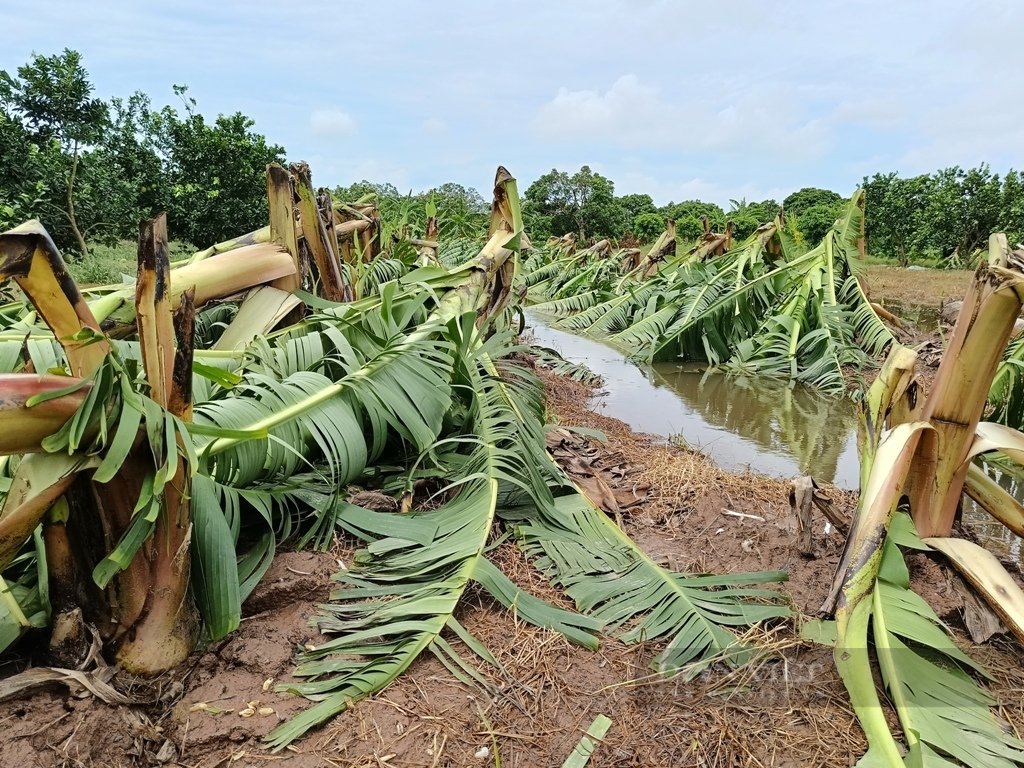 Nông dân Hưng Yên rơi nước mắt bên vườn cây ăn quả tan hoang sau bão số 3 - Ảnh 1.