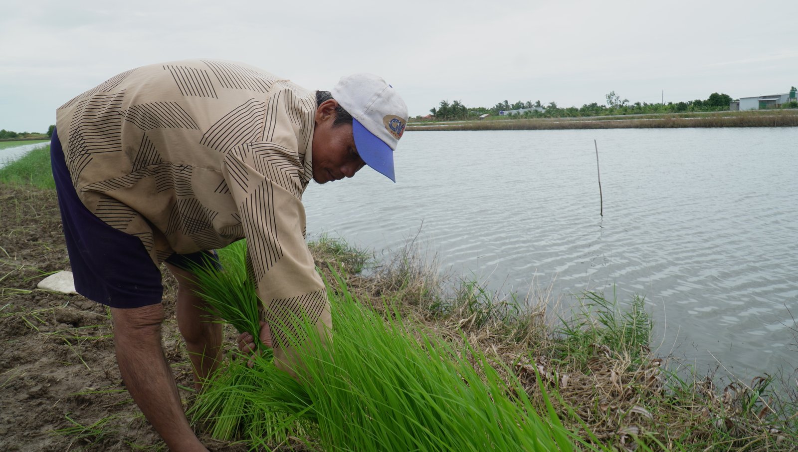 Nông dân vùng này của Cà Mau lội ruộng thảy loại cây sản sinh ra “hạt ngọc của trời”, tính làm chơi mà ăn thiệt - Ảnh 1.