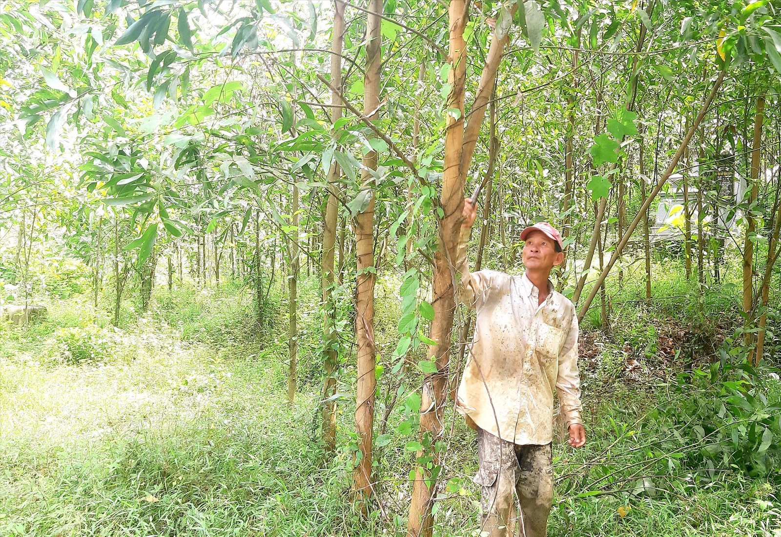 Quảng Nam: Phước Ninh tập trung nâng cao thu nhập cho người dân, tạo đà xây dựng xã nông thôn mới nâng cao- Ảnh 4.