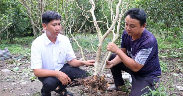 Một loại cây bình dân ra trái thơm tự dưng chết hàng loạt, ngành chức năng Sóc Trăng đang tìm nguyên nhân