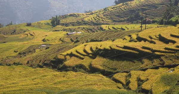 Lào Cai: Lúa đang đẹp, hút khách đến ngắm, nông dân Bát Xát vẫn phải gặt sớm vì lo ngại mưa lũ