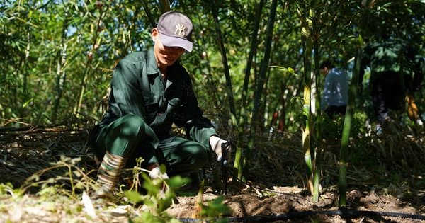 Quảng Bình: Trồng loại cây chịu kham khổ, nông dân này thu hàng trăm triệu/năm