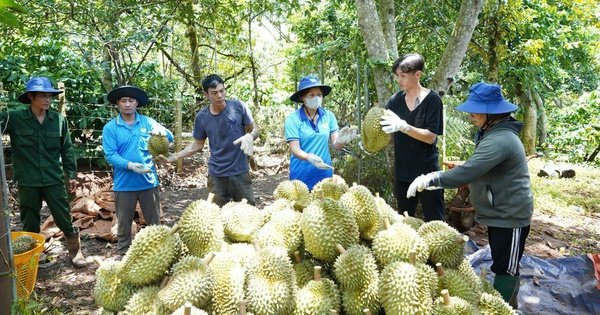 “Mỏ vàng sầu riêng”, loại trái cây vua của Việt Nam: Đi bằng hai chân, ngành sầu riêng vững hơn (Bài 5)