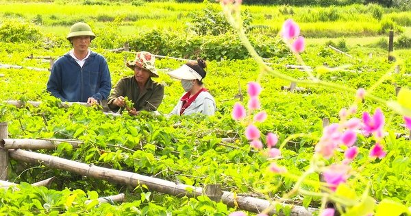 Nông dân một nơi ở Hà Tĩnh trồng loại cây ra hoa vàng phủ kín giàn, cứ hái đến đâu bán hết đến đó